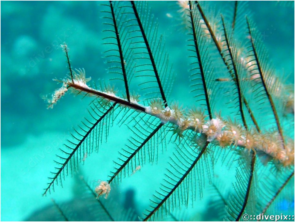 divepix Hydroid Zoanthid